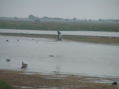 Flyvende fiskehejre Skjern å juni 2008. Foto Niels Rasmussen flyvende fiskehejre Skjern å juni 2008. Foto Niels Rasmussen